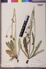 Crepis runcinata var. runcinata image