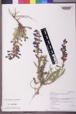 Penstemon fremontii image