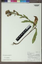 Eurybia integrifolia image