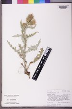 Cirsium inamoenum var. davisii image