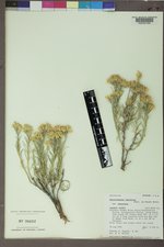 Ericameria nauseosa var. nauseosa image