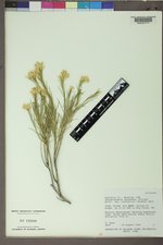 Ericameria nauseosa var. oreophila image