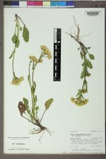 Packera dimorphophylla var. paysonii image