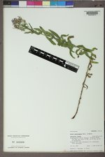 Doellingeria elegans image