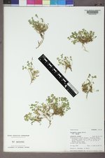 Corydalis aurea var. aurea image