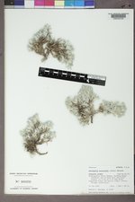 Astragalus aretioides image