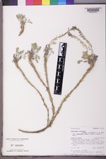 Smelowskia calycina var. americana image