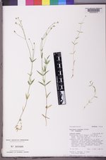 Stellaria longipes image