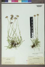 Erigeron gracilis image