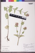 Agastache urticifolia image