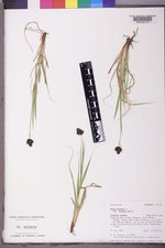 Carex epapillosa image
