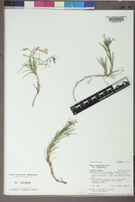 Phlox longifolia subsp. longifolia image