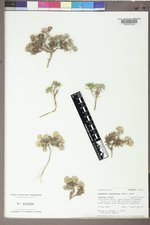 Ipomopsis crebrifolia image