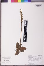 Goodyera oblongifolia image