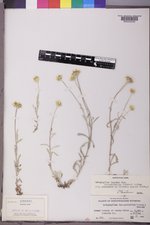 Eriophyllum lanatum image