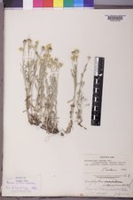 Eriophyllum lanatum var. integrifolium image