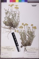 Eriophyllum lanatum image