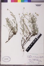 Eriophyllum lanatum image