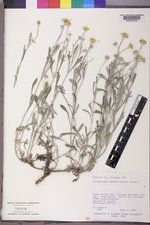 Eriophyllum lanatum image