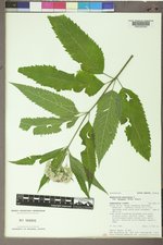 Eutrochium maculatum var. bruneri image