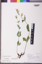 Arnica latifolia image