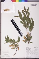 Salix boothii image