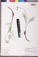 Lomatium triternatum image