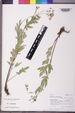 Osmorhiza occidentalis image
