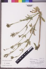Osmorhiza occidentalis image