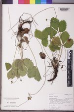 Fragaria vesca image