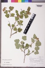 Physocarpus malvaceus image