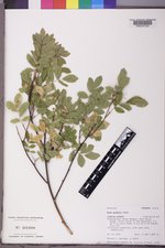 Rosa woodsii image