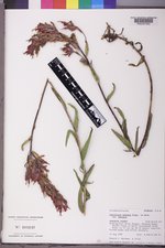 Castilleja miniata var. miniata image