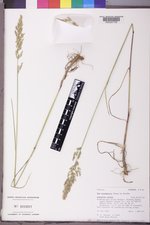 Poa secunda subsp. juncifolia image