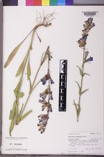 Penstemon subglaber image