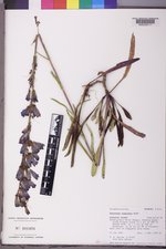 Penstemon subglaber image