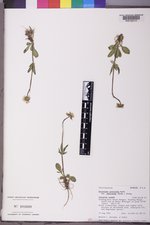 Valeriana acutiloba var. pubicarpa image