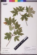 Acer grandidentatum var. grandidentatum image