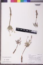 Cymopterus longipes image