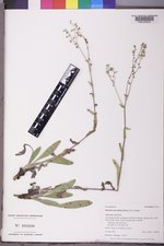 Hackelia micrantha image