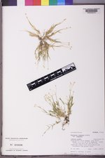 Stellaria longipes var. longipes image