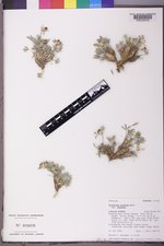 Trifolium andinum image