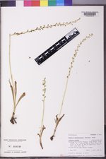 Piperia unalascensis image