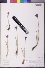 Allium brevistylum image