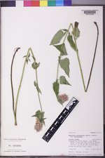 Agastache urticifolia image