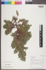 Juniperus communis var. depressa image