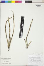 Equisetum ×ferrissii image