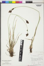 Carex epapillosa image