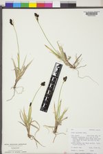 Carex albonigra image