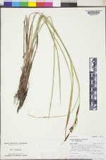 Carex aquatilis var. aquatilis image